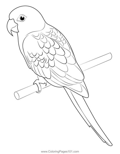 Parrot Colouring Pages, Parrot Outline Drawing, Drawing Of Parrot, Parrot Outline, Parrot Coloring Page, Parrot Printable, Bird Coloring Page, Parrot Cartoon, Parrot Tattoo