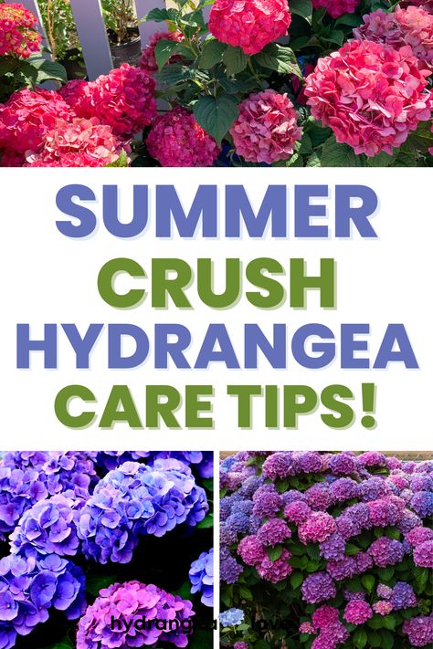 Wondering how to care for your Summer Crush Hydrangea? Learn expert advice on watering, sunlight, soil, and more to ensure your garden blooms with radiant beauty all season long! (Summer Crush hydrangea care tips.) What To Plant With Hydrangeas, Summer Crush Hydrangea, Hydrangea Picture, Hydrangea Potted, Hydrangea Landscaping, Hydrangea Varieties, Shade Gardening, Endless Summer Hydrangea, Shade Loving Perennials