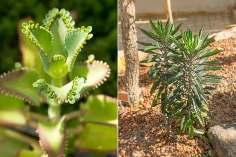 Mother of Thousands Vs Mother of Millions Mother Of Thousands Plant, Mexican Hat, Growing Peonies, Plant Identification, Fast Growing Plants, Invasive Species, Water Me, Mother Plant, Drought Tolerant Plants