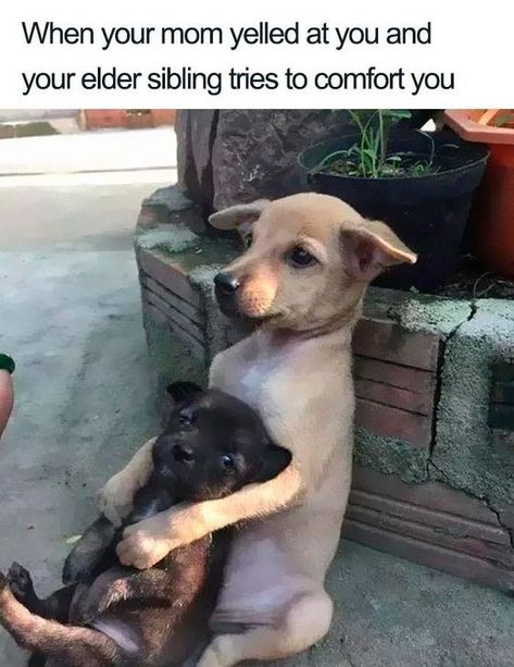 20 Times Animals Wished They Were An Only Child (Memes) - I Can Has Cheezburger? Brother And Sister Memes, Middle Child Humor, Brother Memes, Lode A Dio, Sibling Memes, Siblings Funny, Relationship Memes, Funny Animal Memes, Cute Friends