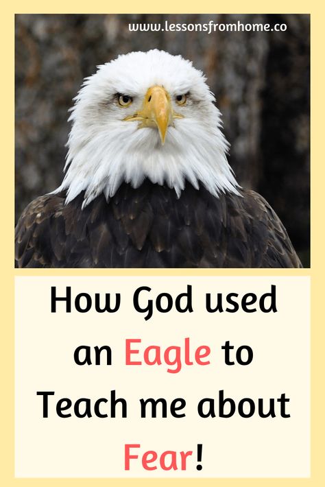 What Does it Mean to Mount up with Wings Like Eagles? Bible Activity Sheets, Eagle Facts, Kingdom Bloggers, Wait On The Lord, Hope Bible Verses, Time God, Wings Like Eagles, Birthday In Heaven, Bible Verses About Love