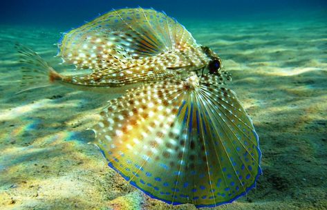 Flying Gurnard Fish (Dactylopterus volitans) is a bottom-dwelling fish of tropical to warm temperate waters on both sides of Atlantic Ocean Flying Gurnard, Disney Animal Kingdom, Fauna Marina, Deep Sea Creatures, Lion Fish, Beautiful Sea Creatures, Underwater Creatures, Underwater Life, Water Life