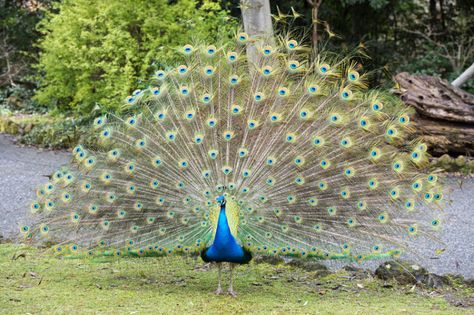 Peacock's train is not such a drag afterall: Flight unchanged with and without plumage The Sacrifice, The Peacock, Birds Flying, Interesting Articles, Peacocks, The Birds, Feathers, Flight, Birds