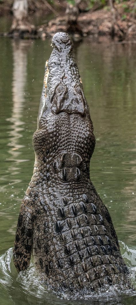 Nile Crocodile Photography, Crocodile Reference, Crocodile Photography, Crocodile Aesthetic, African Crocodile, Crocodile Facts, Estuarine Crocodile, Crocodile Pictures, American Crocodile