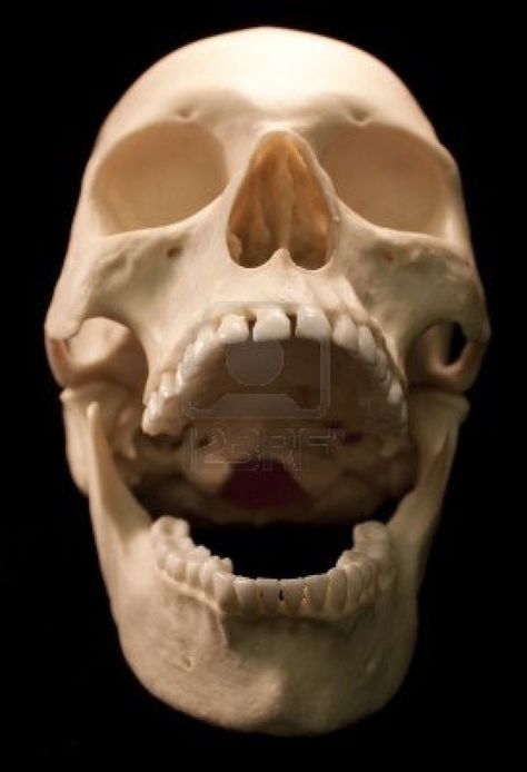 Open jaws. Teeth Drawing, Tooth Tattoo, Anatomy Images, Skull Reference, Skull Model, Perfect Human, Skull Sketch, Skeleton Drawings, Human Teeth