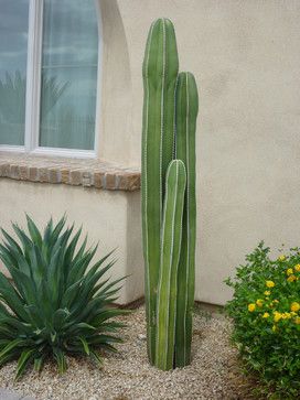 Mexican Fence Post contemporary landscape Mexican Fence Post Cactus, Fence Post Cactus, Mexican Fence Post, Build Outdoor Furniture, Tall Cactus, Arizona Gardening, Front Yard Landscaping Diy, Cactus Types, Desert Garden