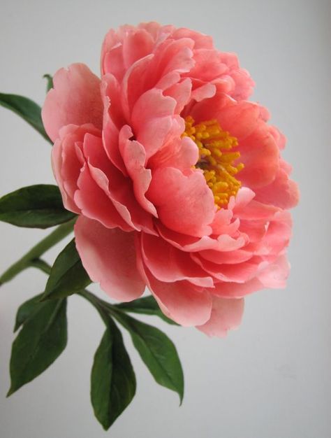 Peony Painting, Sugar Flowers, Peony Flower, Flowers Nature, Beautiful Blooms, Flower Photos, Flower Pictures, Real Flowers, Love Flowers