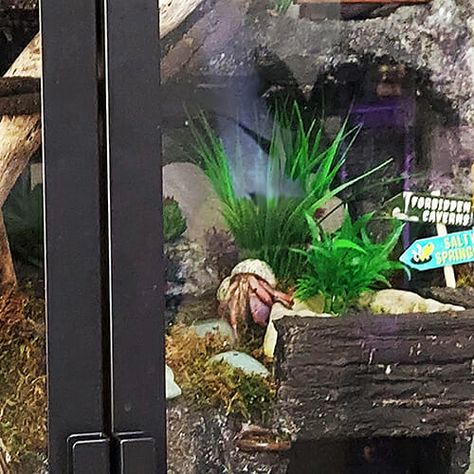 Crabitats Archives - Hermit Crab Pets Hermit Crab Terrarium, Diy Hermit Crab Habitat Tanks, Hermit Crab Tank Ideas, Hermit Crab Enclosure, Hermit Crab Habitat Ideas, Hermit Crab Cage, Hermit Crab Homes, Hermit Crab Habitat, Crab Tank