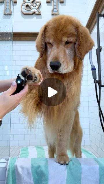 TUCKER | The Golden Retriever on Instagram: "⁣Don’t forget to scrub your butts 🍑⠀ ⠀ #asmr #asmrdogbath #goldenretriever #howtogroomyourdog #dogsofinstagram" Tucker Budzyn Video Puppy, Golden Retriever Funny Videos, Tucker Budzyn, Golden Retriever Grooming, Golden Retriever Gif, Dog Grooming Diy, Golden Retriever Baby, Chien Golden Retriever, Dog Spa