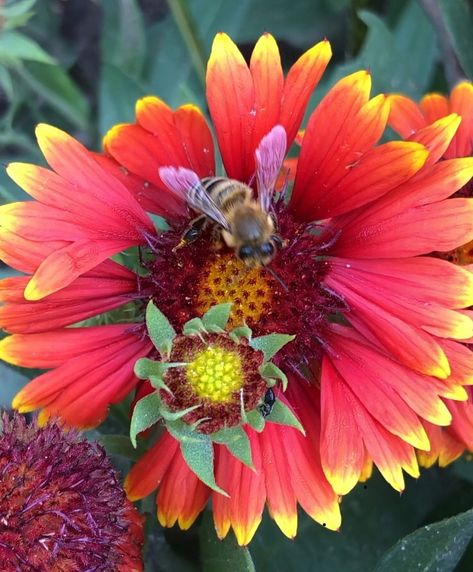 Yea…I’m looking at you 🐝Beecause your such an awesome pollinator for the Gardens💫😁 Gaillardia pulchella, also nicknamed (firewheel, Indian blanket, Indian blanketflower, or sundance) is a North American flower from the sunflower species, it’s a compact border flower that loves full sun & is an amazing drought resistant flower in my gardens for years now. 🧡💛🧡 #pollinators #bees #flowerpower #inthegarden #orangeflowers #summertime #beemagnet #midwestmoment #wednsday #gaillardia #sundance #in... Gaillardia Pulchella, Indian Blanket Flower, Blanket Flower, Indian Blankets, Drought Resistant, The Sunflower, Orange Flowers, Flower Power, North American