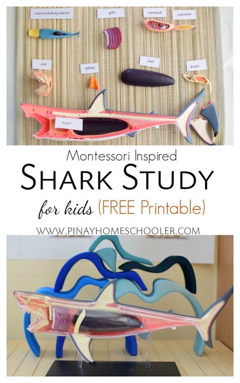 Shark Unit Study, Shark Study, Ocean Lesson Plans, Natural Playground Ideas, Shark Activities, Unit Studies Homeschool, Ocean Unit, Playground Ideas, Education Science