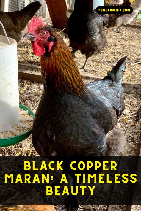 Black Copper Maran Chicken Copper Maran, Maran Chickens, Rare Chicken Breeds, Black Copper Marans, Egg Colors, Backyard Coop, Rhode Island Red, Egg Laying, Chicken Breeds