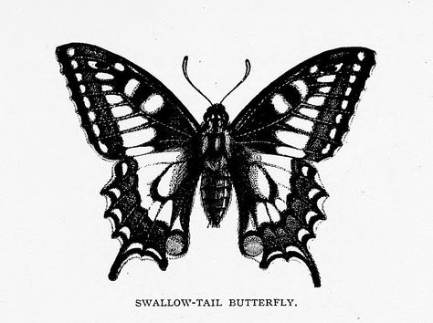 Swallow-Tail Butterfly. When I get the tattoo in memory of my grandpa I will get two of these. One big and one small representing me and him together always as tattoos are forever Two Tailed Swallow Tail Butterfly Tattoo, March Butterfly Tattoo, Baterflay Tattoo, Swallow Tail Butterfly Tattoo, Butterfly Tattoo Big, Swallowtail Tattoo, Big Butterfly Tattoo, Skin Branding, Swallow Tail Butterfly