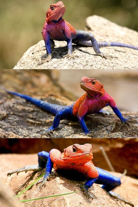 The Mwanza Flat-Headed Rock Agama is a small lizard found primarily in the Mwanza Region of Tanzania. The male lizard, which has a flattened head, is also known as the Spider-Man agama because of its bright red and dark blue coloration and its ability to climb vertical surfaces with ease. Mwanza Flat-headed Rock Agama, Colourful Lizard, Spiderman Lizard, Creature Makeup, Small Lizard, Colorful Lizards, Red Lizard, Amazing Frog, Small Lizards