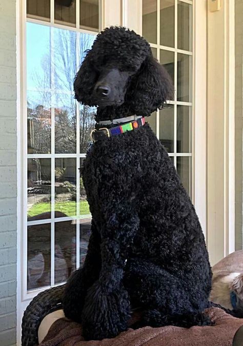 Regal standard poodle Poodle Hairstyles, Fluffy Husky, Anjing Poodle, Poodle Standard, Black Standard Poodle, Poodle Haircut, Poodle Cuts, Black Poodle, Toy Poodles