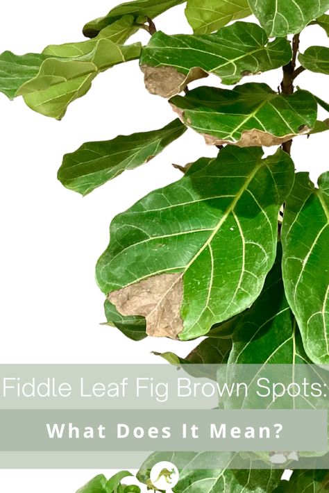 fiddle leaf fig brown spots pinterest post Brown Spots On Fiddle Leaf Fig, Fiddle Fig Tree Care, Fiddle Leaf Fig Pot, Big Leaf Indoor Plant, Fiddle Leaf Fig Care, Fiddle Fig Tree, Plant Jungle, Fiddle Leaf Tree, Fig Plant