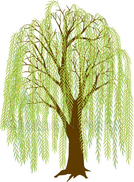 Willow Tree Art, Willow Tree Tattoos, Sulaman Pita, Weeping Willow Tree, Embroidery Lessons, Tree Clipart, Weeping Willow, Handmade Embroidery Designs, Hand Embroidery Flowers