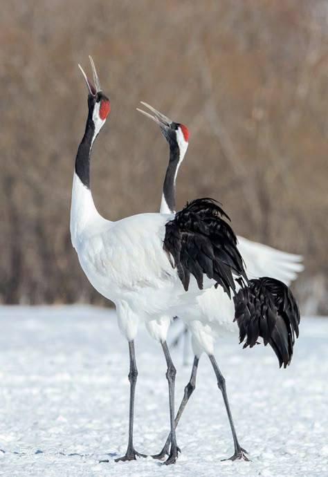 Red-crowned Cranes (Grus japonensis) Japan, China Crane Dance, Japanese Cranes, Japanese Animals, Southern Art, Japanese Crane, Crane Bird, Bbc One, Flickr Photos, Bird Pictures