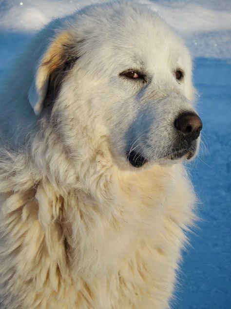 Pyrenees Puppies, Great Pyrenees Puppy, Pyrenean Mountain Dog, Great Pyrenees Dog, Dog Treat Pouch, Giant Dogs, Best Dog Breeds, Teacup Puppies, Great Pyrenees