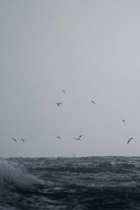 Birds flying in the sea landscape background | free image by rawpixel.com / eyeeyeview Birds Flying Over Ocean, Flock Of Birds Flying, Birds Images, Beach Birds, Ocean Background, Ocean Backgrounds, Neon Quotes, Aqua Art, Sea Landscape