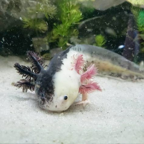 Axolotl Images, Axolotl Care, Axolotl Cute, Tattoo Nature, Photographie Portrait Inspiration, Aquatic Animals, Silly Animals, Animal Sketches, Reptiles And Amphibians