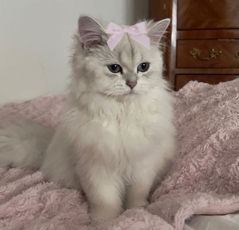 Ragdoll Kitten Aesthetic, White Cat With Pink Bow, Pink Dachshund, White Ragdoll Cat, White Fluffy Cat, Cat With Bow, Aesthetic Cats, Dream's Cat, Kitty Baby