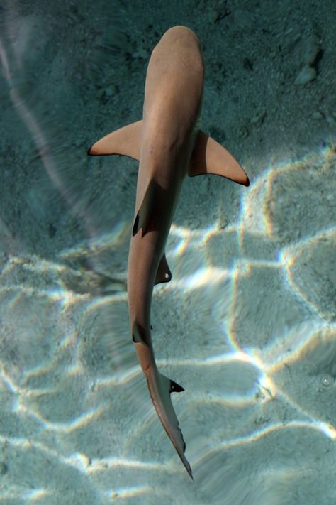 Shark Swimming, Swimming, Water