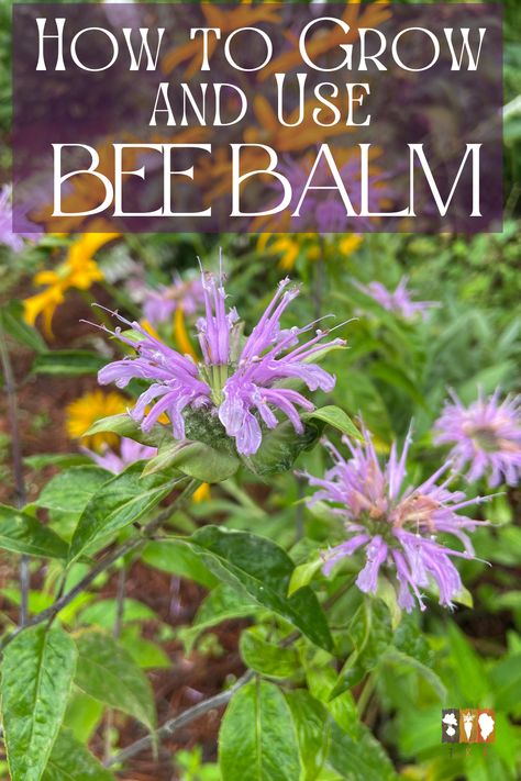 Harvesting Bee Balm, Bee Balm Uses, Bee Balm Plant Perennials, Beebalm Flowers, Purple Bee Balm, Herbal Business, Apothecary Garden, Herbal Living, Bee Balm Plant