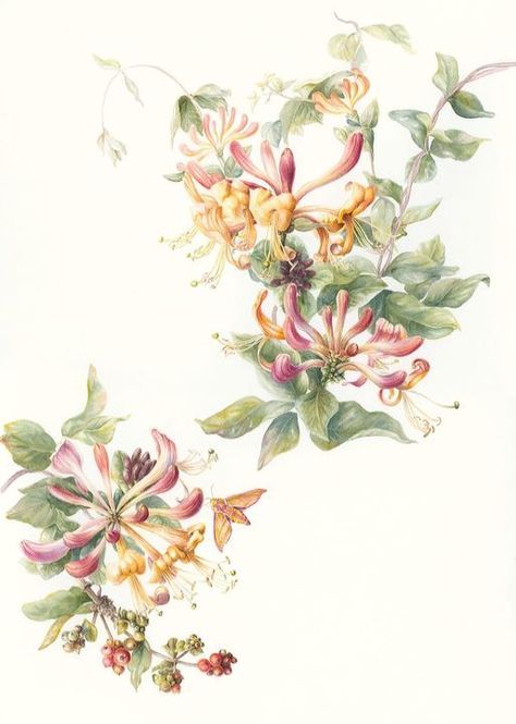 Honeysuckle, Lonicera periclymenum, Feithleann (circa 2018), one of the larger-than-life flower studies of Irish botanical artist, Mary Dillon, born in 1963. Watercolour Honeysuckle Tattoo, Contemporary Botanical Art, Honeysuckle Flower, Plant Drawing, Language Of Flowers, Botanical Drawings, Flower Of Life, Flower Illustration, Botanical Illustration