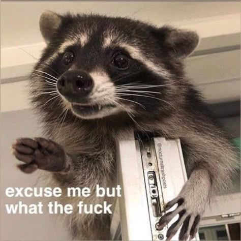 Possum Memes, Raccoon Memes, Trash Pandas, Raccoon Funny, Trash Panda, Racoon, Reaction Images, Excuse Me, Reaction Memes