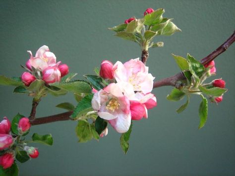 Michigan Apple Blossom, Apple Blossom Flower, Japan Cherry Blossom, Apple Flowers, Berry Plants, Flower Drawing Tutorials, Apple Blossoms, Container Gardening Flowers, Cherry Blossom Branch