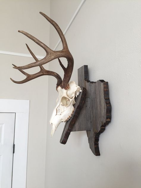 European mount barn wood Texas from a side view. I burned the edges which was a nice effect. Deer Antlers Side View, Deer Skull Side View, Antlers Side View, Buck Mounts, Antler Mount Ideas, Game Decorations, Deer Mount Decor, Deer Reference, Deer Hunting Decor