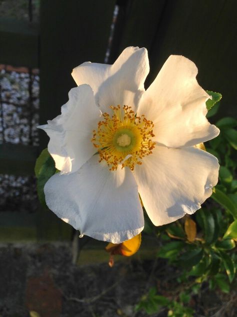 Cherokee Rose Cherokee Rose Tattoo, Castlevania Oc, 1776 Musical, Cherokee Rose, Scrapbook Stuff, Percy Jackson Characters, Flower Inspiration, Gone With The Wind, Flower Bed