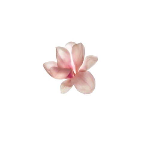 flowers Pink Frangipani, Frangipani Flower, Moodboard Pngs, Png Pack, Flower Icons, Png Aesthetic, Transparent Image, Png Icons, Widget Icon