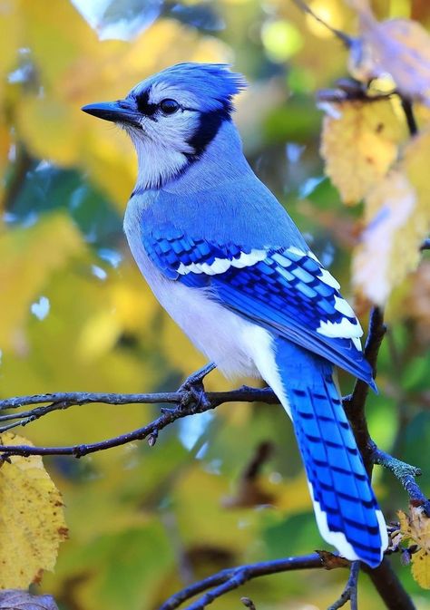 Birds Photography Nature, Blue Jay Bird, Birds Wallpaper, Jay Bird, Bird Canvas, Most Beautiful Birds, Bird Wallpaper, Nature Birds, Arte Sketchbook