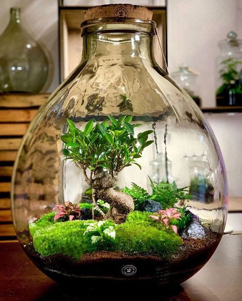 15 Plants in Terrariums You'll Love Closed Terrarium Plants, Terrarium Scene, Water Terrarium, Plant In Glass, Indoor Plants Styling, Diy Succulent Terrarium, Plants In Jars, Beautiful Terrariums, Plant Terrarium