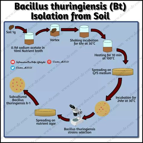 Bacillus thuringiensis (Bt) Isolation from Soil - Basic Microbiology Techniques by Microbiologist Doctor-Dr Basic Microbiology, Bacillus Thuringiensis, Microbiology, Soil, Science, Quick Saves