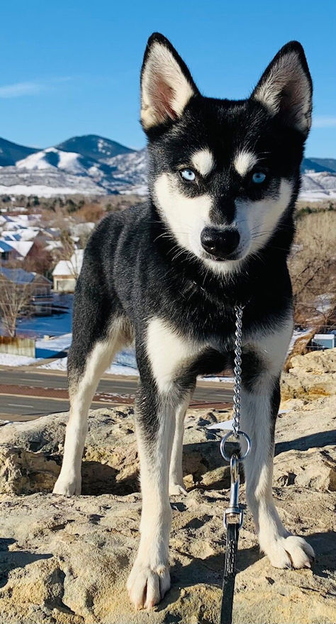 Alaskan Klee Kai Colorado Alaskan Klee Kai Full Grown, Klee Kai Dog, Miniature Husky, Greenland Dog, Family Friendly Dogs, Husky Breeds, Alaskan Klee Kai, Dog List, Most Popular Dog Breeds