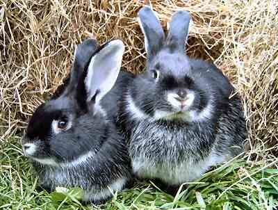 SILVER FOX RABBITS Bunnies Cage, Silver Fox Rabbit, Rabbit Bed, Rare Rabbit, Meat Rabbits, Rabbit Bedding, Rabbit Breeds, Rabbit Cages, Bunny Cages