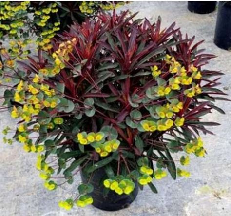 Euphorbia Flower, Fall Maintenance, Backyard Plants, British Flowers, Hardy Perennials, Drought Tolerant Plants, Beach Gardens, Garden Borders, The Seasons