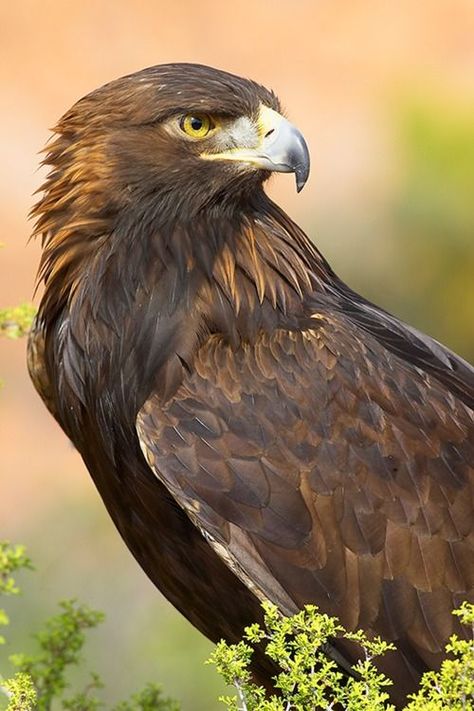 golden eagle (photo by grguy) Saw one of these while running the dogs today: Types Of Eagles, Aigle Royal, Raptors Bird, Eagle Pictures, Golden Eagle, The Eagles, Airbrush Art, An Eagle, Bird Pictures