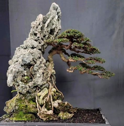 Bonsai On The Rock, Bonsai Nursery, Bonsai Forest, Bonsai Techniques, Fake Trees, Bonsai Art, Bonsai Tree, Rock Art, The Rock