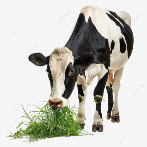 the big cow is eating fresh grass Shraddhanjali Banner, Cow Images, Cow Eating, Big Cow, Animal Eating, Fresh Eating, Vegetable Pictures, Eating Fresh, Baby Ganesha