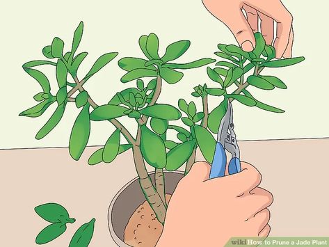 How To Trim Jade Plant, How To Prune A Jade Plant, How To Make Jade Plant Bonsai, How To Propagate A Jade Plant, Jade Bonsai For Beginners, Prune Jade Plant, Jade Plant Pruning, Jade Plant Bonsai, Jade Plant Care