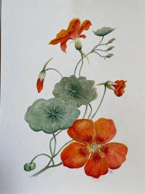 Nasturtium Flower Drawing, Nasturtium Watercolor, Nasturtium Tattoo, Garden Nasturtium, Cyanotype Ideas, Tropaeolum Majus, Hoodie Art, Indian Flowers, Plant Drawing