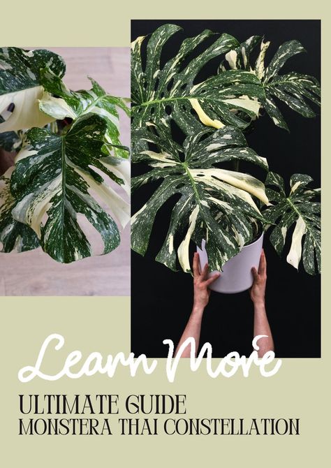 Monstera Thai Constellation Care Guide Thai Constellation Monstera, Monstera Plant Care, Monstera Thai Constellation, Thai Constellation, Easy Care Houseplants, Yellow Plants, House Plant Pots, Indoor Trees, Variegated Plants