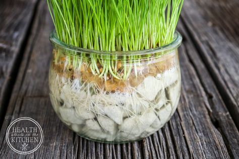 Cat Grass Indoor, Benny And Joon, Cats Diy Projects, Cat Grass, Cat Hacks, Homemade Cat, Healthy Cat, Cat Garden, Outdoor Cats