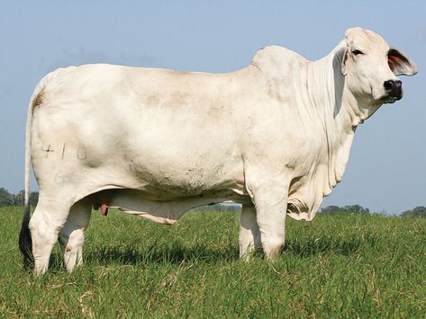 Brahman Bull, Brahman Cattle, Fort Worth Stock Show, Stock Show, Matching Outfits Best Friend, Cattle Ranching, Cattle Farming, King Ranch, Dark Horse