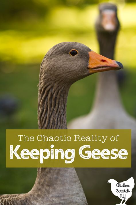 Gaggle Of Geese, Goose Enclosure Ideas, Geese Coop, Backyard Geese, Pet Geese, Goose Breeds, African Geese, Pilgrim Geese, Farm Geese