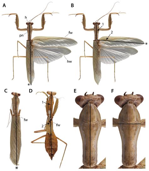 Manual of praying mantis morphology, nomenclature, and practices (Insecta, Mantodea) Mantis Anatomy, Praying Mantis Top View, Praying Mantis Pet, Pretty Praying Mantis, Praying Mantis Species, Praying Mantis Close Up, Praying Mantis, Zoology, Some Pictures